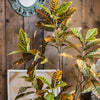 Large Leaf Artificial Croton Tree In Pot - RusticReach