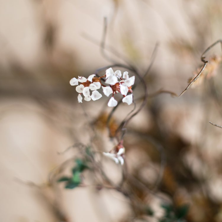 Faux Artificial Colorful Baby's - Breath Vine Stem 27" Tall Silk - RusticReach