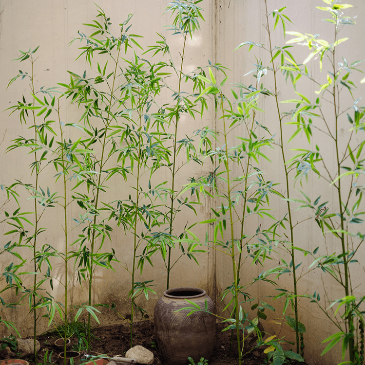 Artificial Bamboo Stem Faux Screen Plant Set of 10 - RusticReach