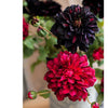 Faux Silk Artificial Blooming Dahlia Stem 29" Tall - RusticReach