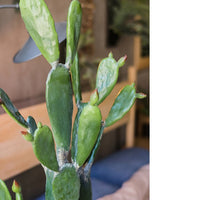 Artificial Plant Morelos Cactus In Pot