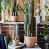 Artificial Faux Cactus in Brown Pot - RusticReach