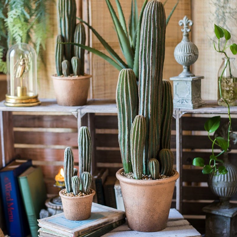 Different types of cacti and succulents in the botanical garden. Green Different types of cacti and succulents in the botanical garden. Green