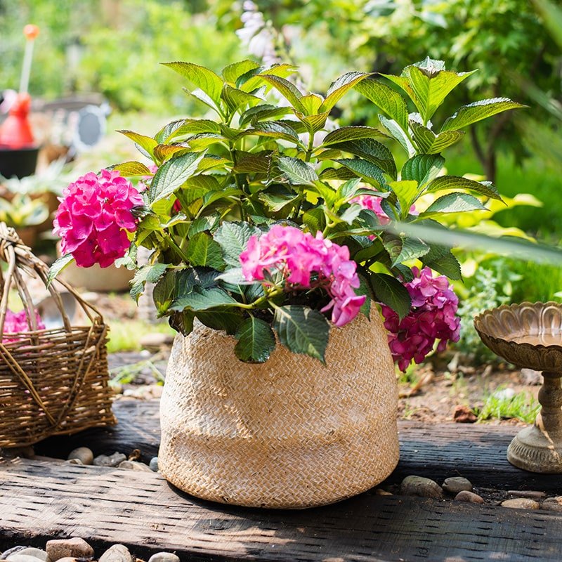 Cement Weaving Pattern Plants Container or Planter - RusticReach