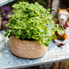 Cement Weaving Pattern Plants Container or Planter - RusticReach