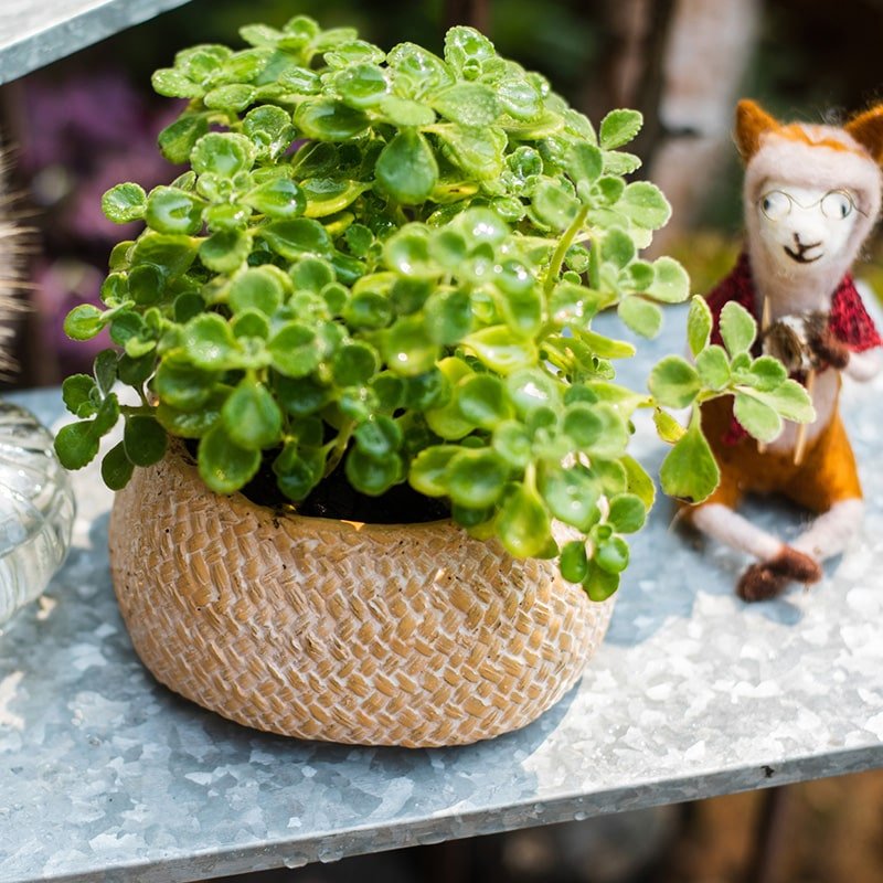 Cement Weaving Pattern Plants Container or Planter - RusticReach