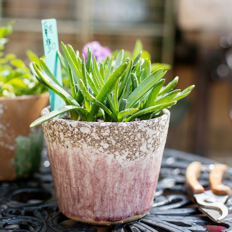 Colorful Terracotta Pot - RusticReach