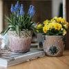 Colorful Terracotta Pot - RusticReach