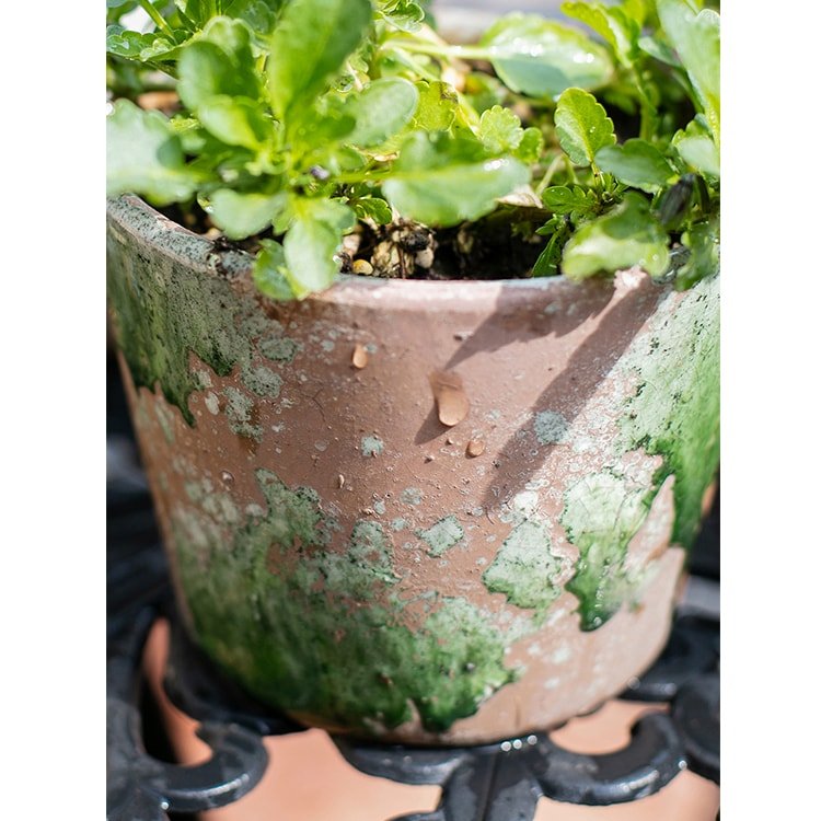 Colorful Terracotta Pot - RusticReach