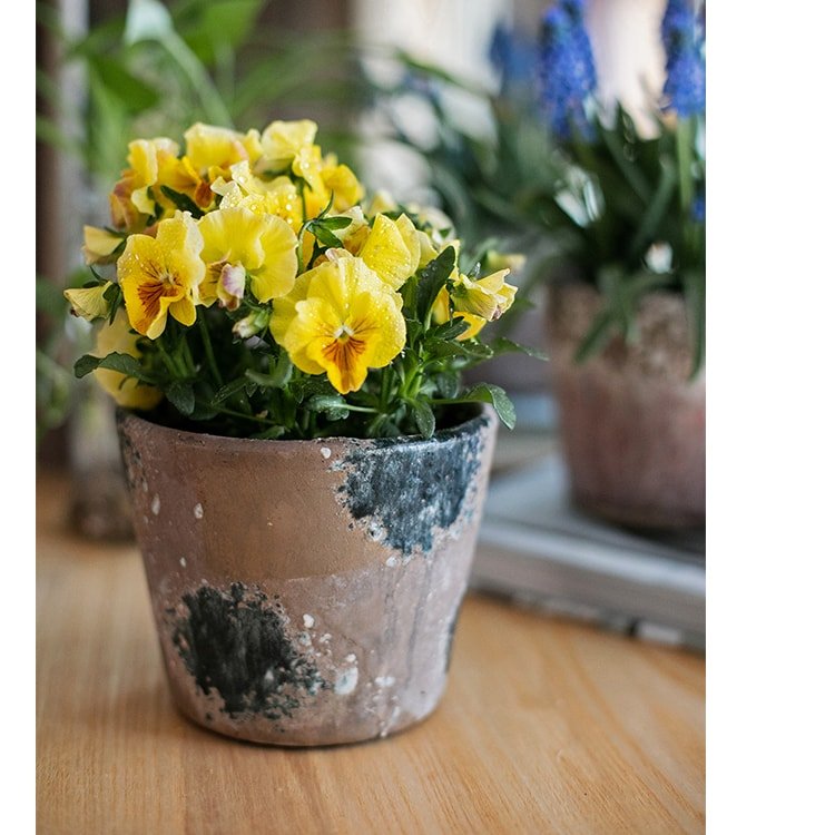 Colorful Terracotta Pot - RusticReach