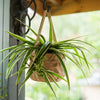 Craft Paper Bag Style Concrete Hanging Pot - RusticReach