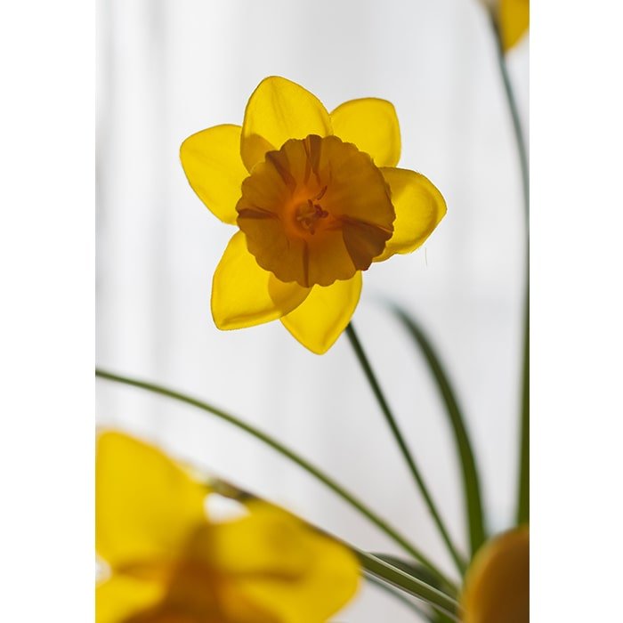 Artificial Silk Yellow Faux Daffodil Flower Stem 19" Tall - RusticReach