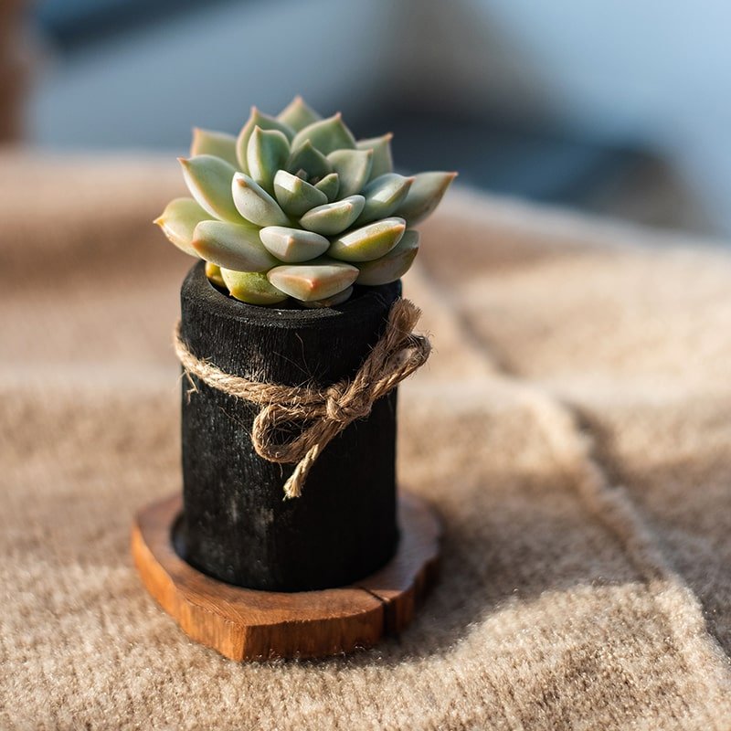 Desktop Charcoal Planter Wood Tray - RusticReach