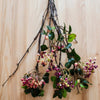 Rose Purple Elder Flower Leaf Bunch 22" Tall - RusticReach