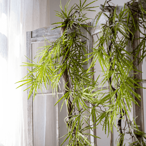 Hanging Plants