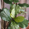 Artificial Tree Fiddle Leaf Tree In Pot - RusticReach