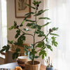 Artificial Silk Fig Tree In Pot - RusticReach