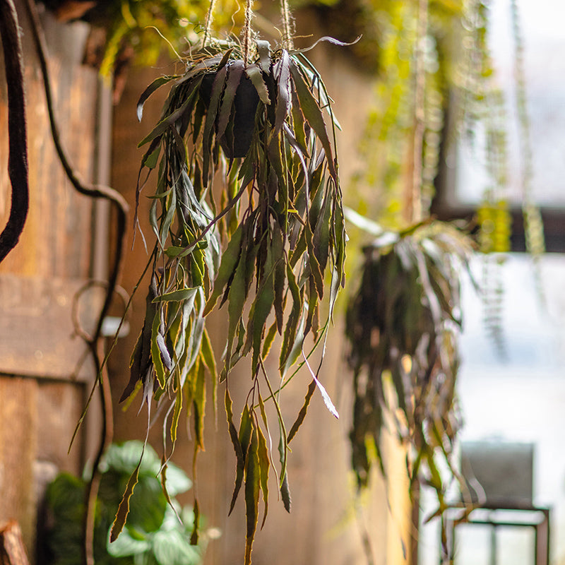 Artificial Faux Hanging Aloe Vera Plant in Pot