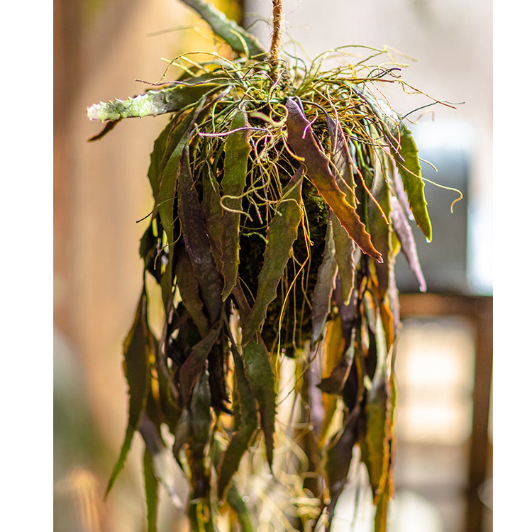 Hanging Aloe Vera in Pot