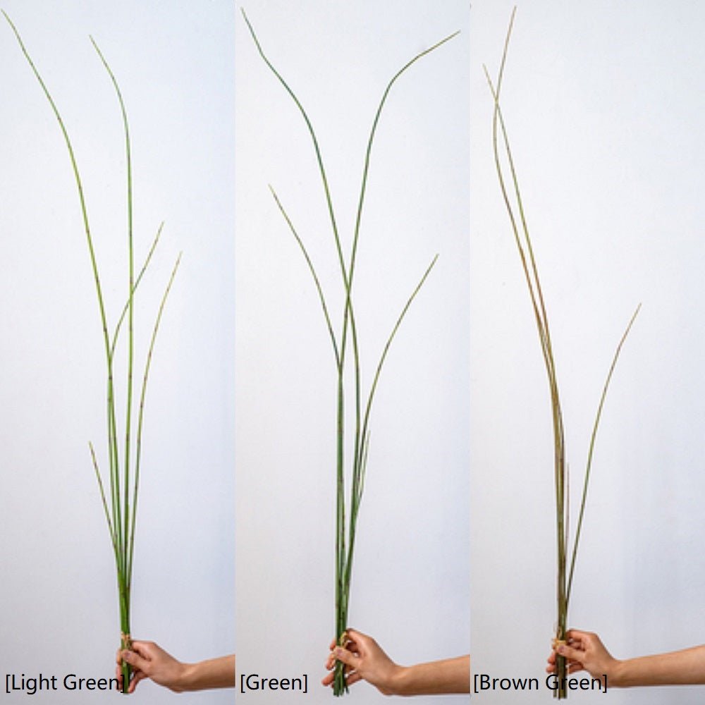 Artificial Faux Rough Horsetail Plant Long Stem 54" Tall - RusticReach
