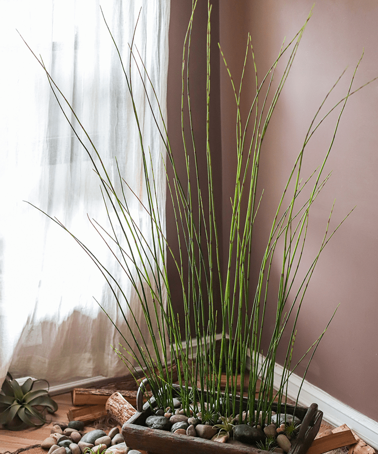 Artificial Faux Rough Horsetail Plant Long Stem 54" Tall - RusticReach