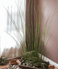 Artificial Faux Rough Horsetail Plant Long Stem 54" Tall - RusticReach