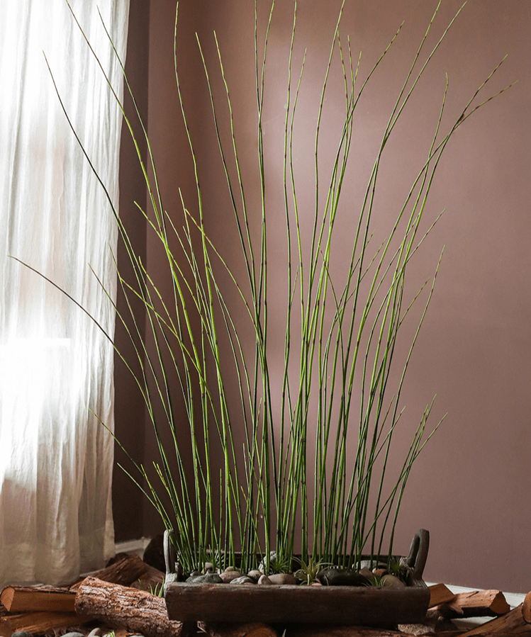 Artificial Faux Rough Horsetail Plant Long Stem 54" Tall - RusticReach