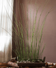 Artificial Faux Rough Horsetail Plant Long Stem 54" Tall - RusticReach