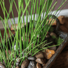 Artificial Faux Rough Horsetail Plant Long Stem 54" Tall - RusticReach