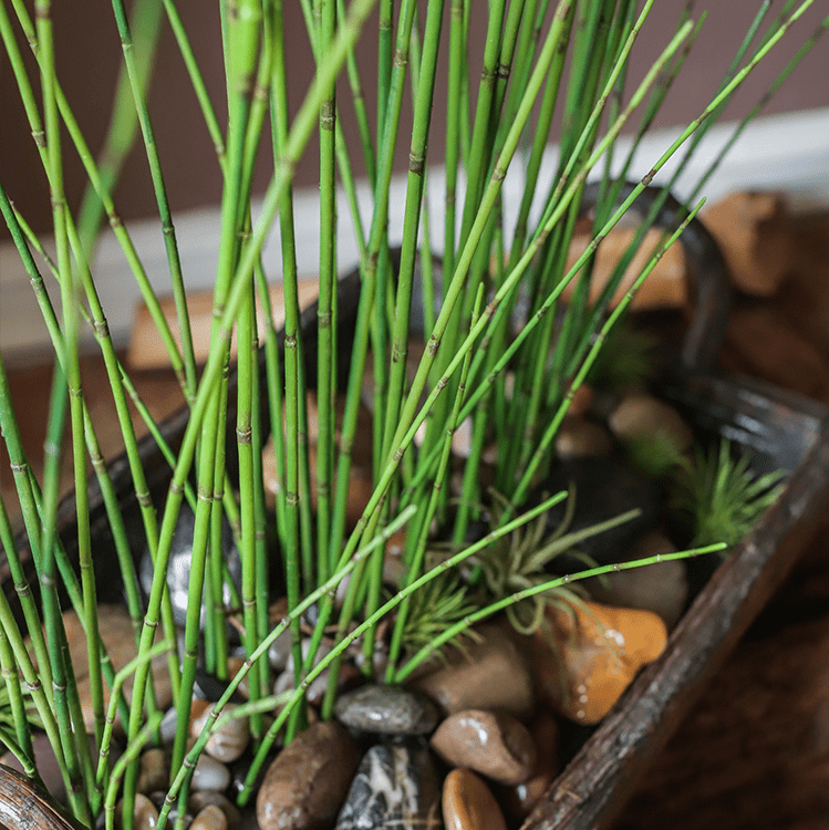 Artificial Faux Rough Horsetail Plant Long Stem 54" Tall - RusticReach