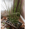 Artificial Faux Rough Horsetail Plant Long Stem 54" Tall - RusticReach