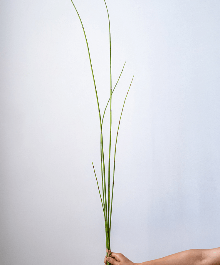 Artificial Faux Rough Horsetail Plant Long Stem 54" Tall - RusticReach