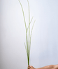 Artificial Faux Rough Horsetail Plant Long Stem 54" Tall - RusticReach