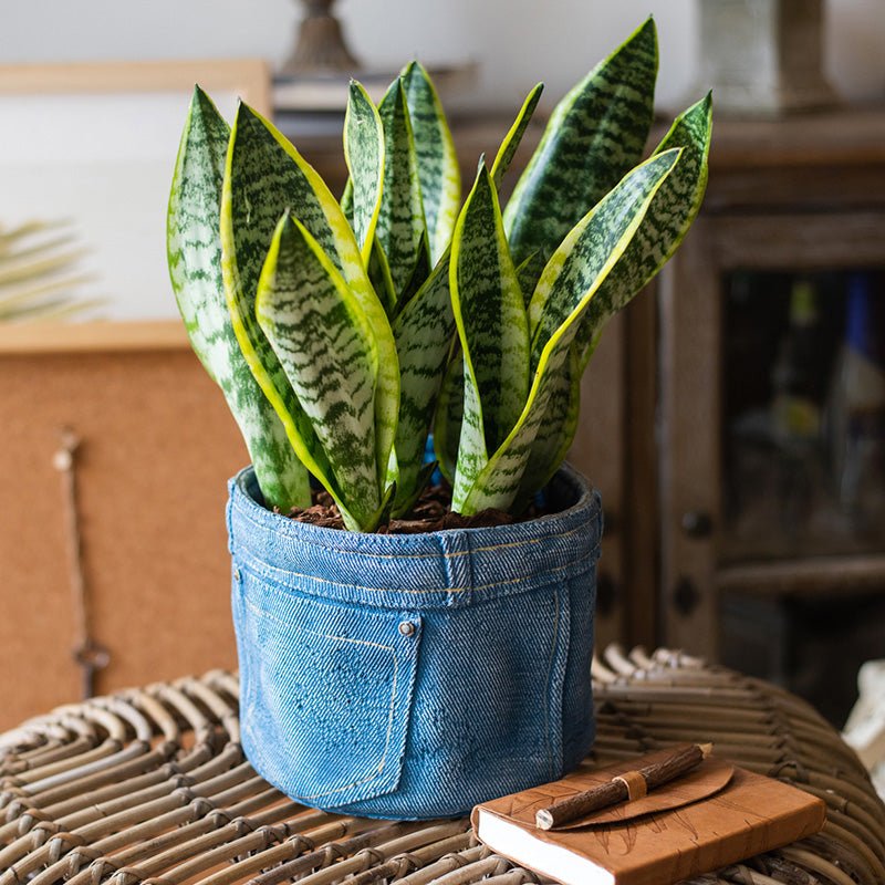 Pants for Plants Blue Jeans Cement Flower Pot - RusticReach