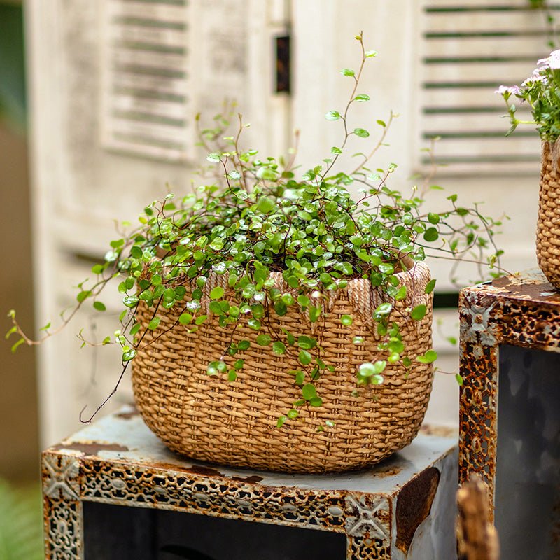 Lady Straw Basket Cement Planter - RusticReach