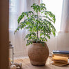 Large Basket Cement Pot Backyard Planter - RusticReach