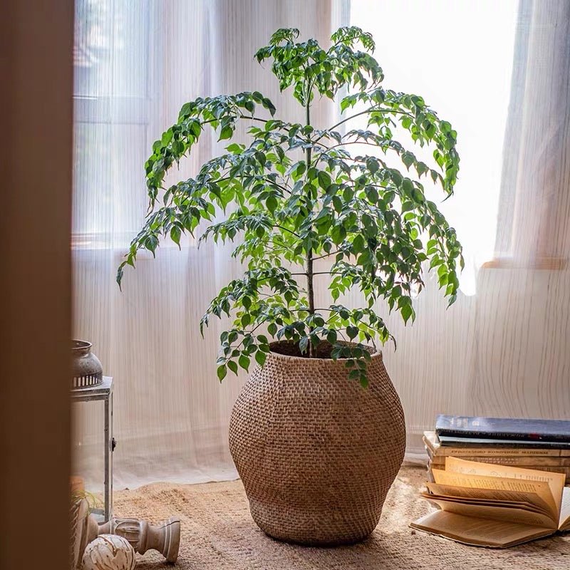 Large Basket Cement Pot Backyard Planter - RusticReach