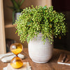 Faux Plant Linden Dilatatum Stem 17" Tall - RusticReach