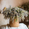 Faux Plant Linden Dilatatum Stem 17" Tall - RusticReach