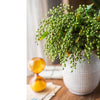 Faux Plant Linden Dilatatum Stem 17" Tall - RusticReach