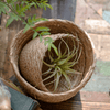 Natural Straw Desktop Flower Basket - RusticReach