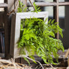 Faux Plant Oba Fern in Wood Frame Wall Art - RusticReach