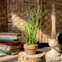 Artificial Potted Plant Pencil Cactus 13.5"
