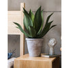 Artificial Faux Large Potted Agave Plant 22.8" - RusticReach
