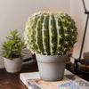Artificial Faux Cactus Ball In Pot - RusticReach