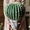 Artificial Faux Cactus Ball In Pot - RusticReach