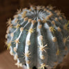 Artificial Faux Cactus Ball In Pot - RusticReach