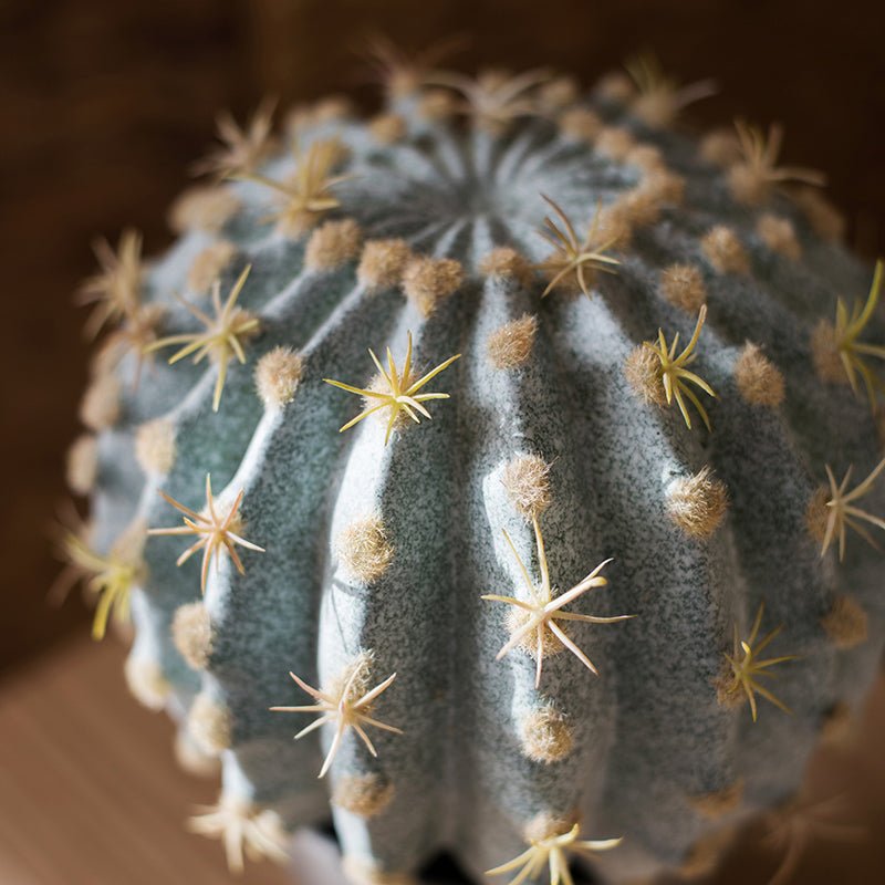 Artificial Faux Cactus Ball In Pot - RusticReach
