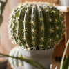 Artificial Faux Cactus Ball In Pot - RusticReach