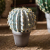Artificial Faux Cactus Ball In Pot - RusticReach